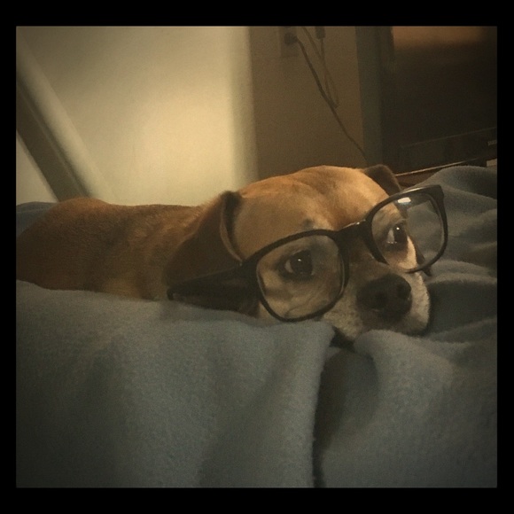 Meet your Posher, Savannah - Picture 1 of 1